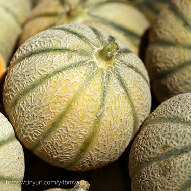 Charentais Melon, 1920 Heirloom